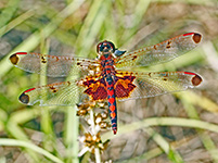 Calico Pennant