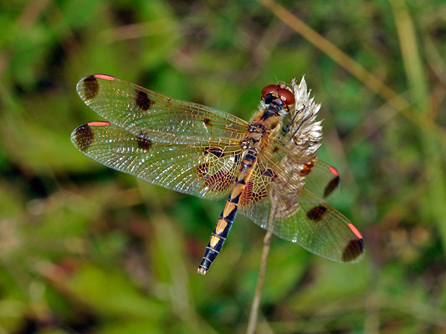 Calico Pennant