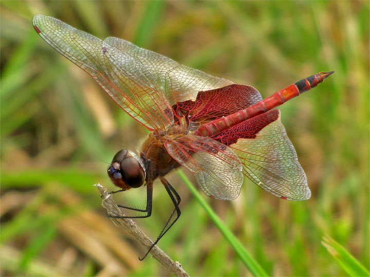 Carolina Saddlebags