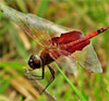 Carolina Saddlebags
