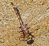 Common Sanddragon
