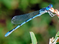 Double-striped Bluet