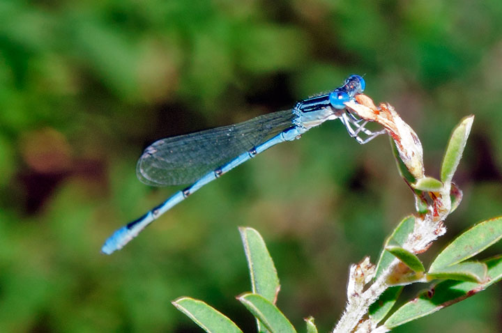 Double-striped Bluet