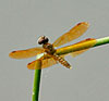 Eastern Amberwing