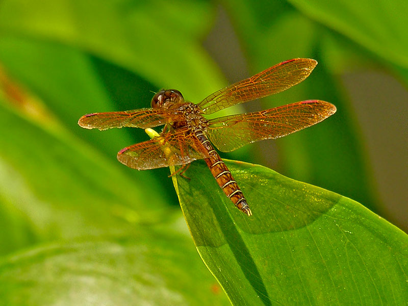 Eastern Amberwing