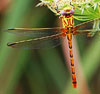 Eastern Ringtail