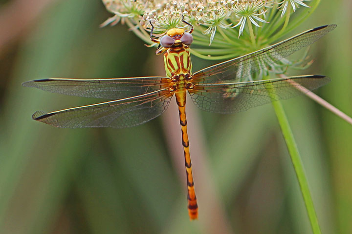 Eastern Ringtail