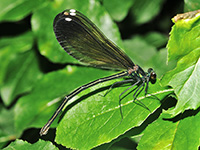 Ebony Jewelwing, female