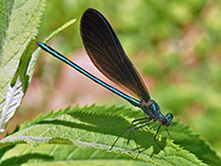 Ebony Jewelwing