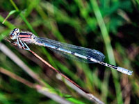 Familiar Bluet, Immature