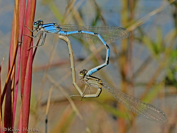 Familiar Bluet