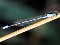 Familiar Bluet