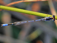 Familiar Bluet