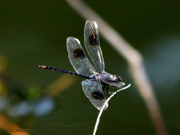 Four-spotted Pennant