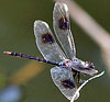 Four-spotted Pennant