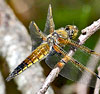Four-spotted Skimmer