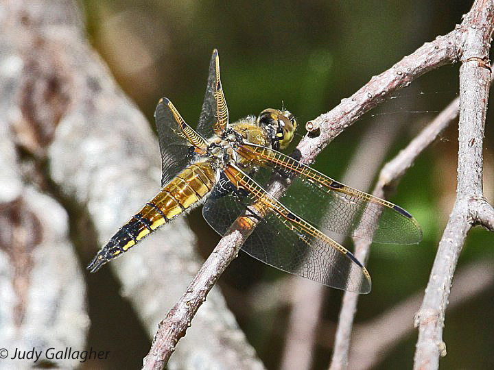 Four-spotted Skimmer 