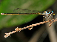 Fragile Forktail