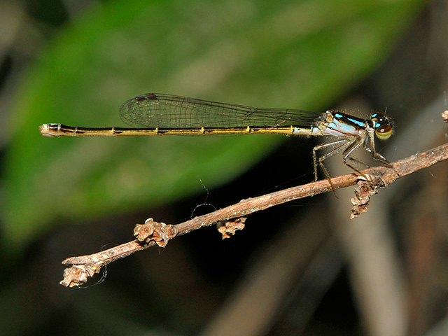 Fragile Forktail