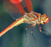 Golden-winged Skimmer