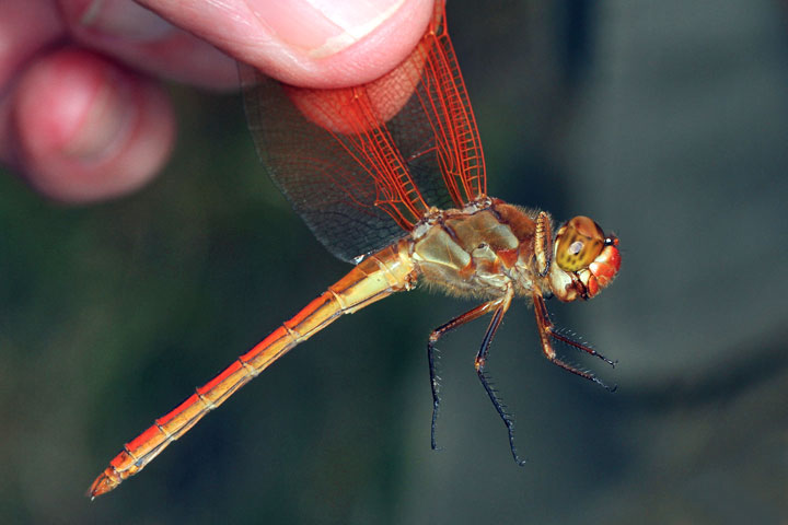 Golden-winged Skimmer