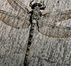 Gray Petaltail