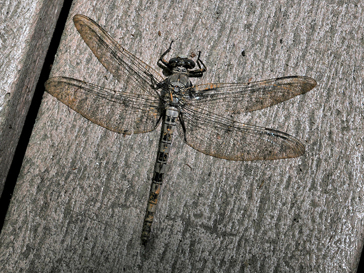 Gray Petaltail