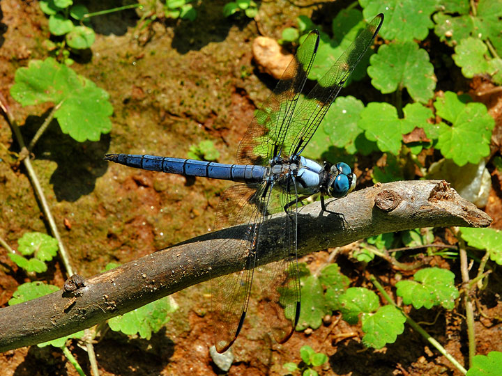 Great Blue Skimmer, adult male