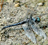 Great BLue Skimmer