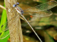 Great Spreadwing
