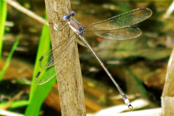 Great Spreadwing Damselfly