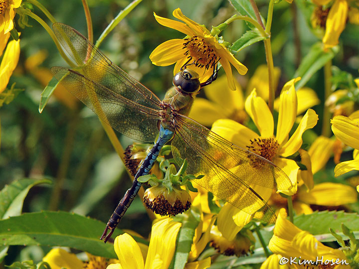 Common Green Darner