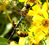 Common Green Darner