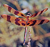 Halloween Pennant