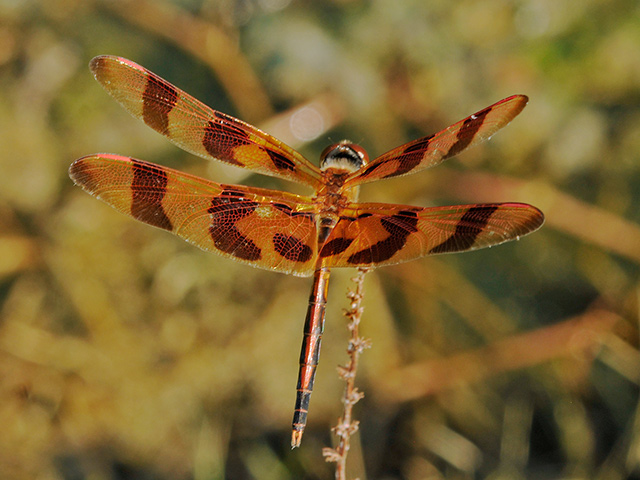 Halloween Pennant