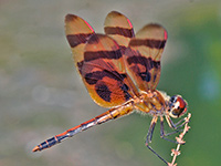 Halloween Pennant
