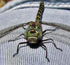 Harlequin Darner