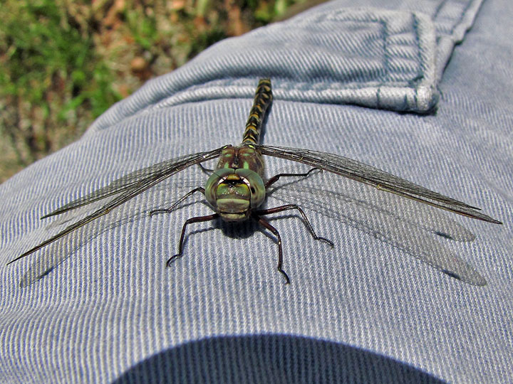 Harlequin Darner