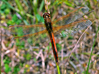Needham's Skimmer, male