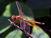 Needham's Skimmer, male