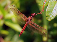 Nedhams Skimmer