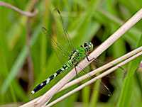 Eastern Pondhawk, female