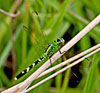 Eastern (Common) Pondhawk