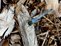 Eastern Pondhawk, male