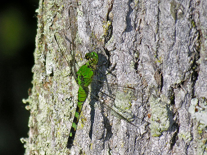 Eastern Pondhawk, female