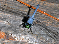 Eastern Pondhawk