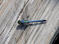 Eastern Pondhawk, male