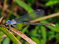 Damselflies of Northern Virginia Powdered Dancer, blue-form female