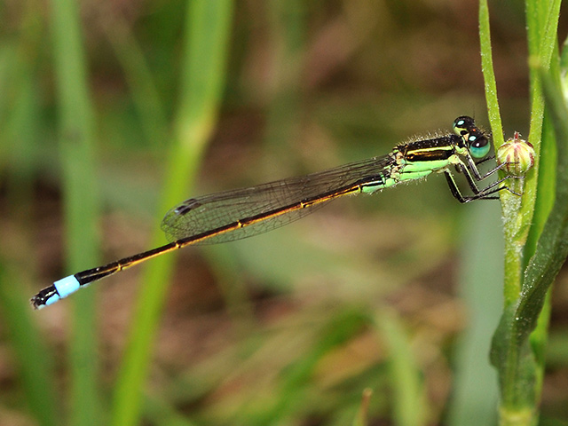 Rambur's Forktail male