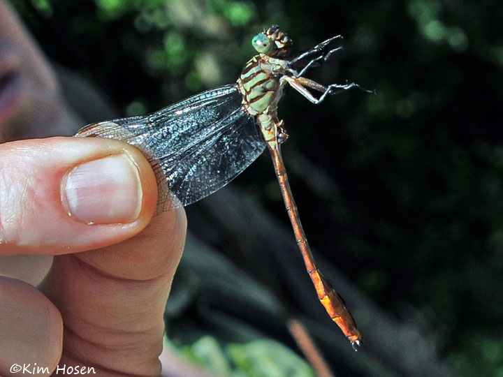Russet-tipped Clubtail